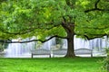 Benches under branchy tree in summer park Royalty Free Stock Photo