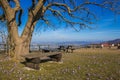 Benchs under big tree and crocus flowers on Petrano mountain, Marche, Italy