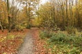 Bencroft Woods in Autumn in Hertfordshire, UK. Royalty Free Stock Photo