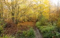 Bencroft Woods in Autumn in Hertfordshire, UK. Royalty Free Stock Photo