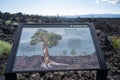 Bend, Oregon - Interpretive sign explaning details of the famous Lava Ness Monster tree at Newberry National Volcanic