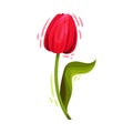 Bended Tulip Flower with Green Pointed Leaf and Erect Stem Isolated on White Background Vector Illustration