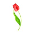 Bended Tulip Flower with Green Pointed Leaf and Erect Stem Isolated on White Background Vector Illustration