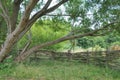 Wicker fence made from laced young twigs