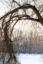 Bended tree on bank of snow-covered frozen river Royalty Free Stock Photo