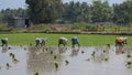 Bending backs in an Indian rice paddy Royalty Free Stock Photo