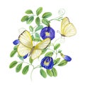 bending branches of blue clitoria ternatea and yellow butterflies fluttering around it. Green leaves, flowers in full bloom.