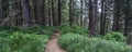 Bending Walking Trail in Oregon