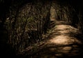 A Bending Forest Path Royalty Free Stock Photo