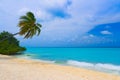 Bending palm tree on tropical beach