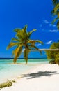 Bending palm tree on tropical beach