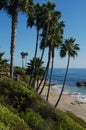 Bending Palms at Laguna Beach