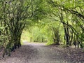 A bending path through the forest Royalty Free Stock Photo