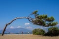 Bending tree bowing over the beautiful beach of Dalyan, Turkey