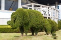 The Bending tree of elephant bonsai