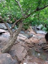 A Bending Tree In The Rocks