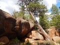 Bending Tree in Vedauwoo, Wyoming