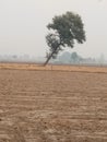 Bending Tree at village in farm in India