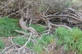 Bending twisting tree trunk, branch and other salt tolerate plan