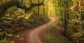 Bendy trail in tranquil autumn woodland