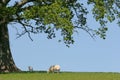 Beneath the Oak Tree Royalty Free Stock Photo