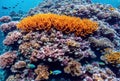 Beneath the oceans surface, a vibrant coral reef thrives, teeming with a kaleidoscope of marine life, from colorful fish