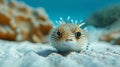 Beneath the surface the sandy ocean floor becomes a maze of lines and shapes orchestrated by pufferfish Royalty Free Stock Photo