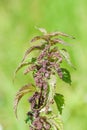 Beneficial Herbs - Stinging Nettle - Healing Plants