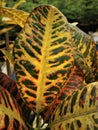 Benefit of codiaeum variegatum, known as Puring in Indonesia