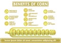 Benefits of Corn Infographics - Vector flat design