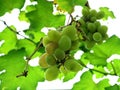 Green grapes in Indonesian farmers' gardens