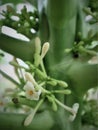 Benefits of papaya flowers Royalty Free Stock Photo