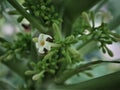 Benefits of papaya flowers Royalty Free Stock Photo