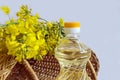 Benefits of rapeseed oil: a bottle of rapeseed oil, a bouquet of flowering branches of rapeseed, gray background, close-up, space