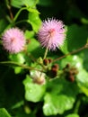 Princess shame or Mimosa pudica L, a useful wild plant