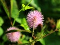 Princess shame or Mimosa pudica L, a useful wild plant