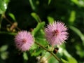 Princess shame or Mimosa pudica L, a useful wild plant