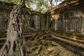 Beng Mealea big tree