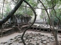 Beng Mealea, Jungle Temple, one of the most mysterious temples at Angkor, Cambodia