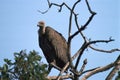 Bengaalse gier, Indian White-rumped Vulture, Gyps bengalensis