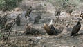 Bengaalse gier, Indian White-rumped Vulture, Gyps bengalensis