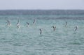 Bengaalse Stern, Lesser Crested Tern, Thalasseus bengalensis Royalty Free Stock Photo