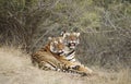 Bengaalse Tijger, Bengal Tiger, Panthera tigris Royalty Free Stock Photo