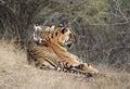 Bengaalse Tijger, Bengal Tiger, Panthera tigris Royalty Free Stock Photo