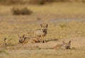 Bengaalse vos, Indian Fox, Vulpes bengalensis