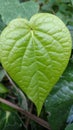 Bengal betel leaf, Piper Betel.It is used for weight loss.