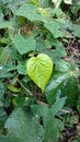 Bengal betel leaf, Piper Betel.It is used for weight loss.