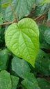 Bengal betel leaf, Piper Betel.It is used for weight loss.