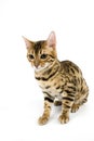 BENGAL BROWN SPOTTED TABBY