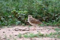 Bengal bush-lark